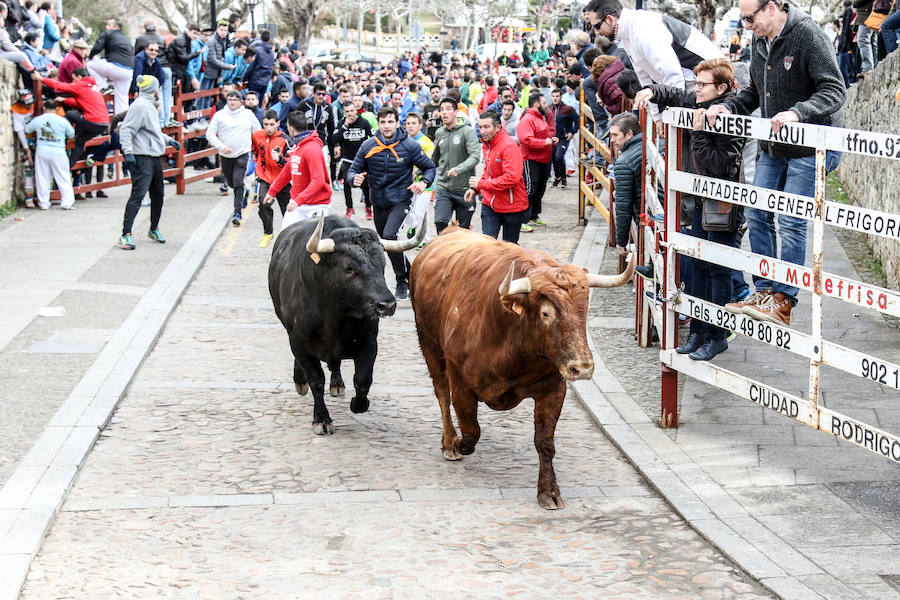 Encierro y capea el lunes de carnaval en Ciudad Rodrigo