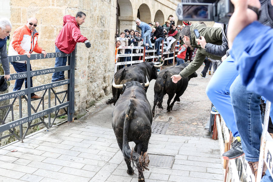 Encierro y capea el lunes de carnaval en Ciudad Rodrigo