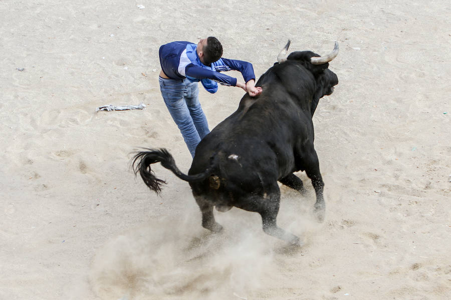 Encierro y capea el lunes de carnaval en Ciudad Rodrigo