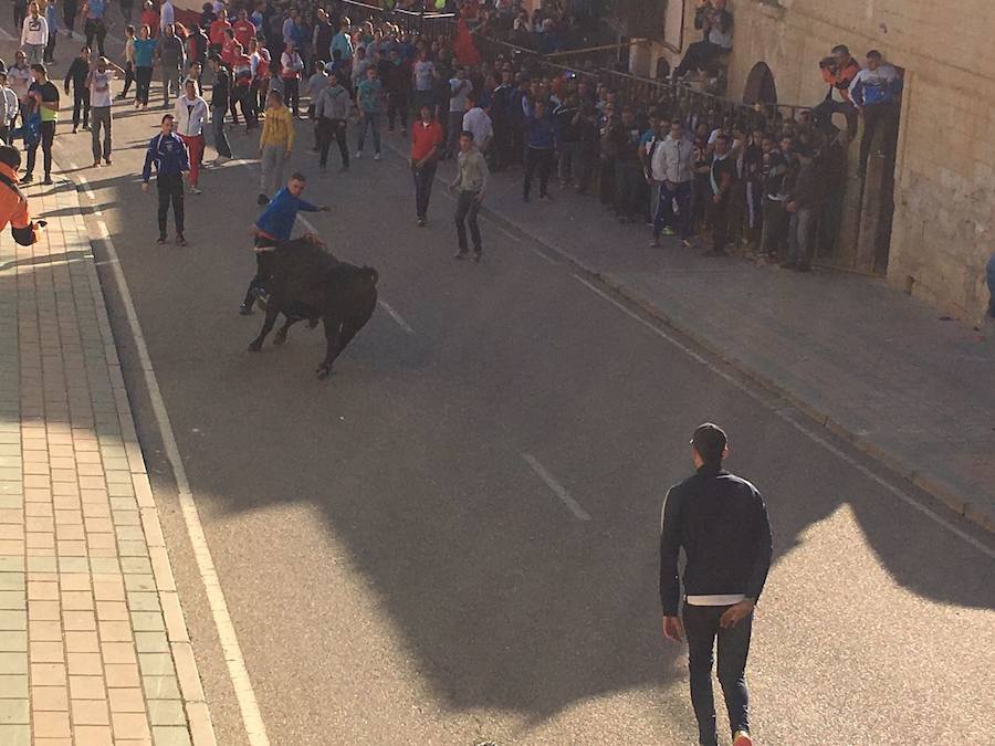 II Toro del Marqués en Mota del Marqués