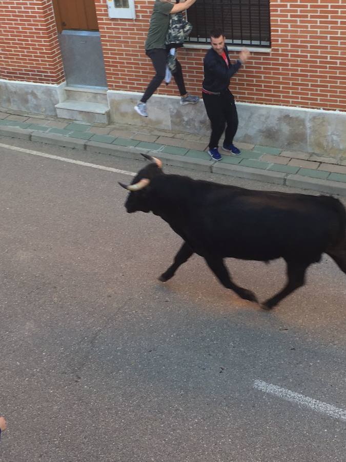 II Toro del Marqués en Mota del Marqués
