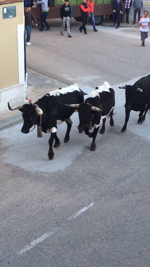 II Toro del Marqués en Mota del Marqués