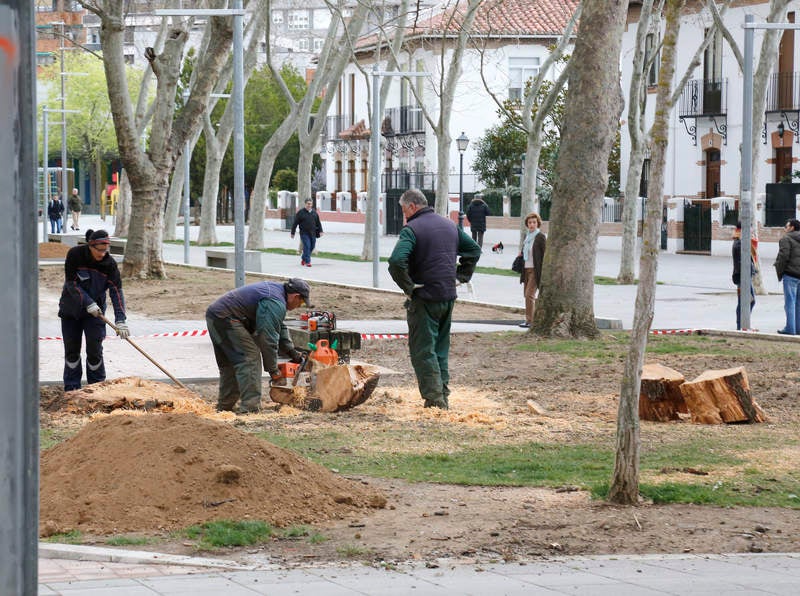Tala de un cedro centenario en el parque del Salón de Palencia