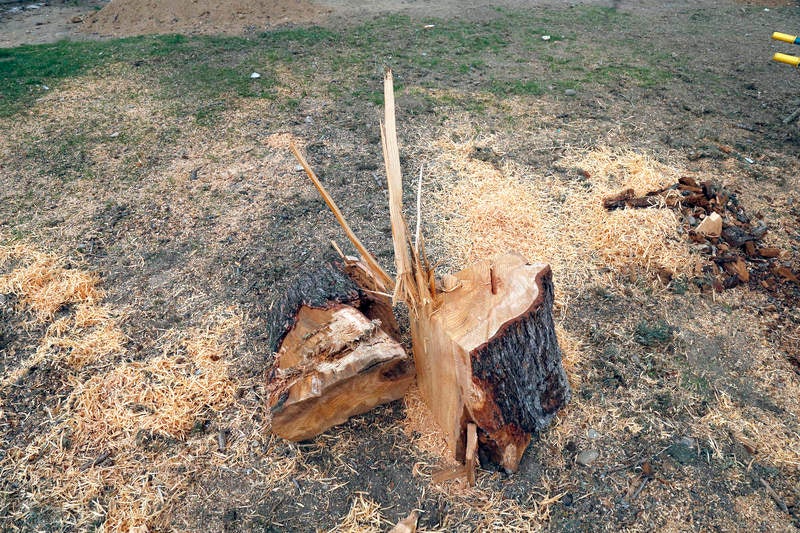Tala de un cedro centenario en el parque del Salón de Palencia