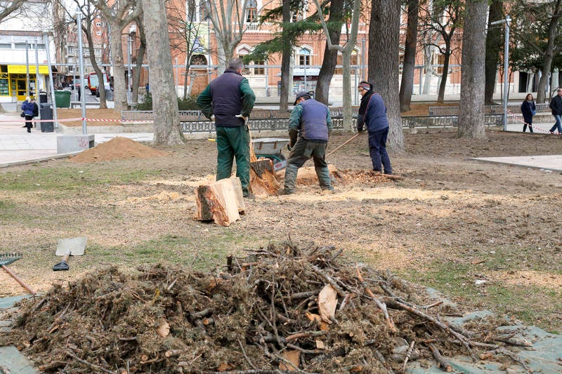 Tala de un cedro centenario en el parque del Salón de Palencia