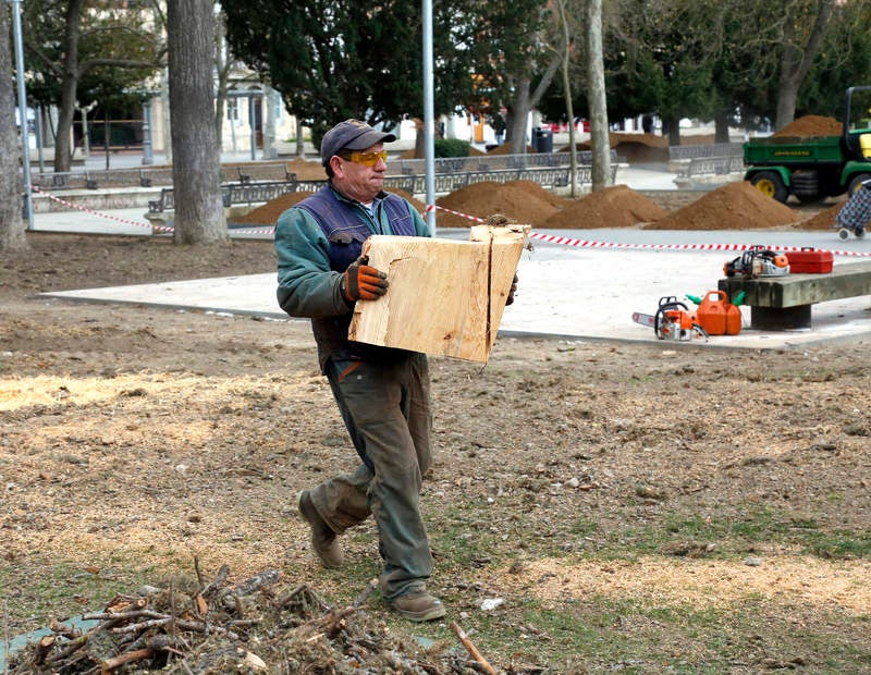 Tala de un cedro centenario en el parque del Salón de Palencia