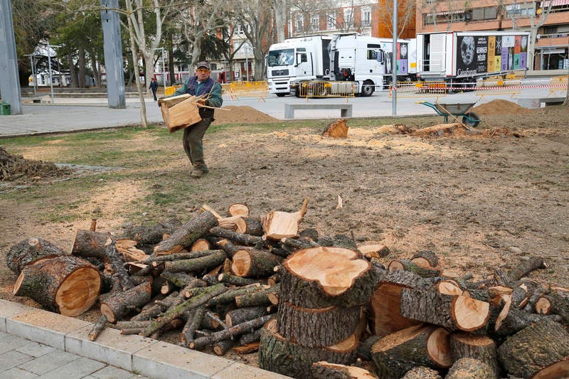 Tala de un cedro centenario en el parque del Salón de Palencia