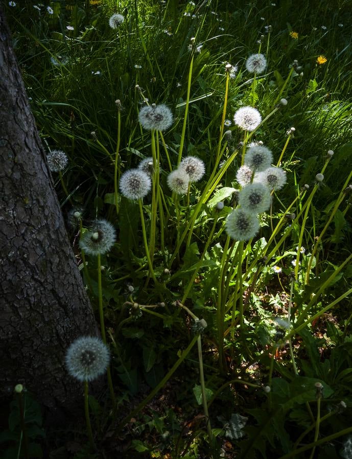 El otro Valladolid (XII): Barrio España
