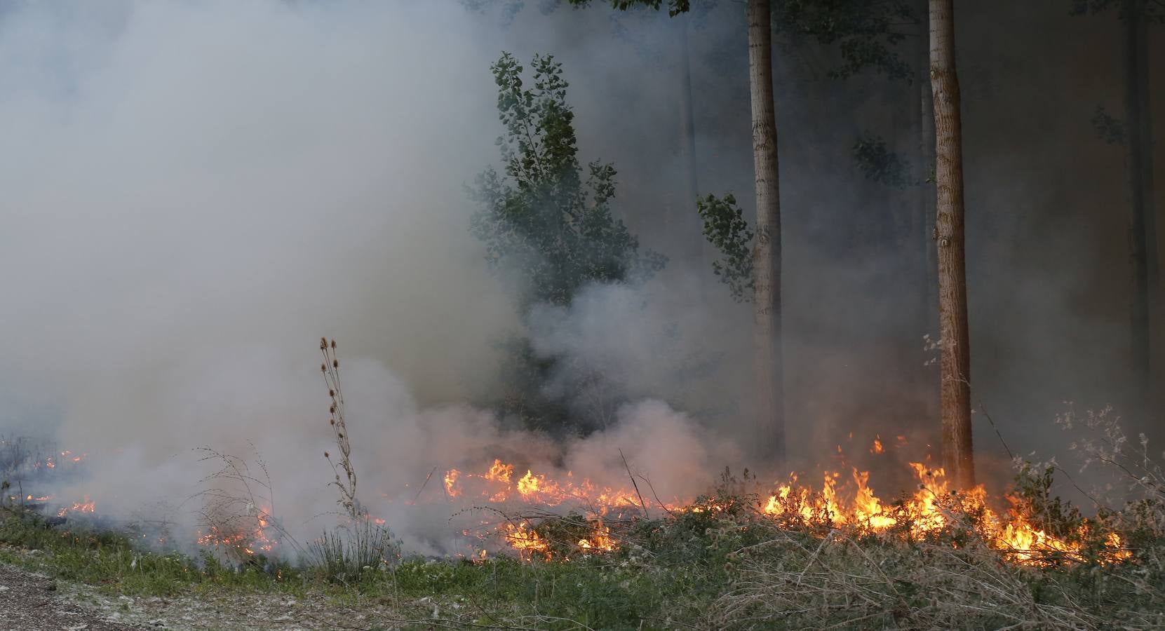 Incendio en la chopera situada junto al puente de Villamuriel de Cerrato (Palencia)