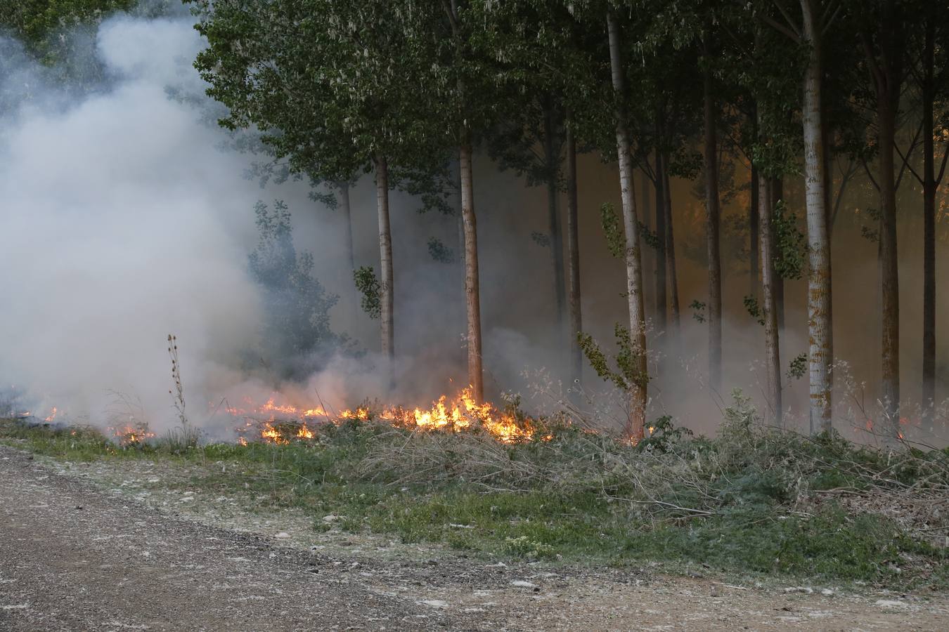 Incendio en la chopera situada junto al puente de Villamuriel de Cerrato (Palencia)