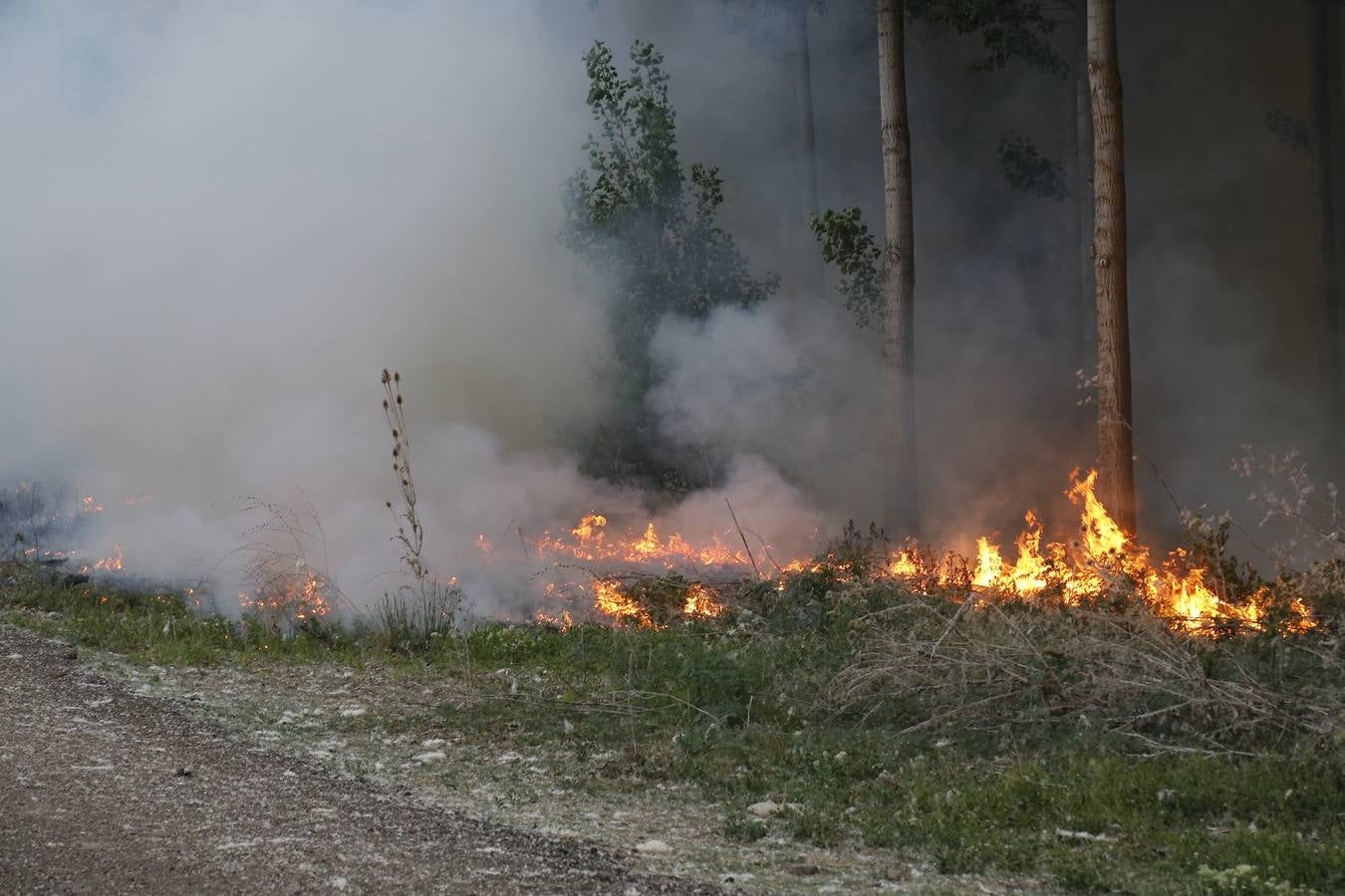 Incendio en la chopera situada junto al puente de Villamuriel de Cerrato (Palencia)