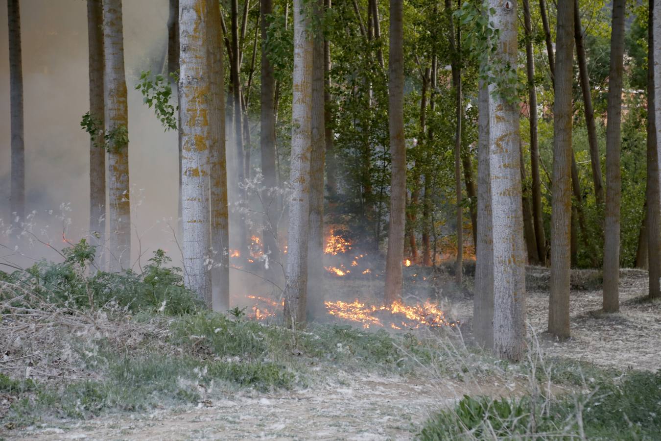 Incendio en la chopera situada junto al puente de Villamuriel de Cerrato (Palencia)