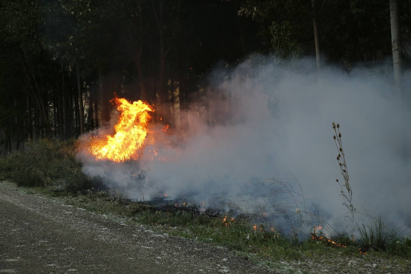 Incendio en la chopera situada junto al puente de Villamuriel de Cerrato (Palencia)