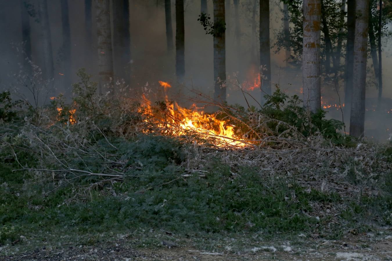Incendio en la chopera situada junto al puente de Villamuriel de Cerrato (Palencia)