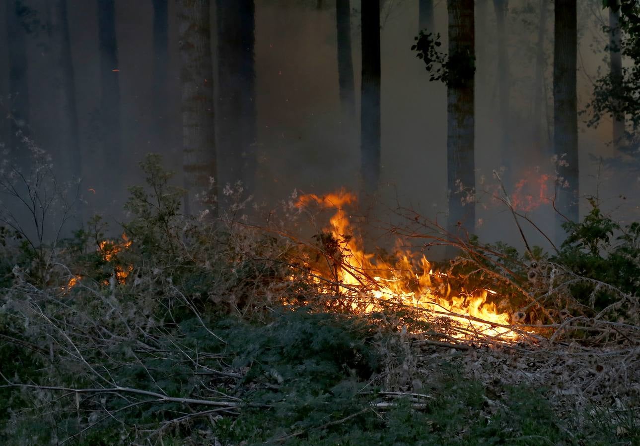 Incendio en la chopera situada junto al puente de Villamuriel de Cerrato (Palencia)