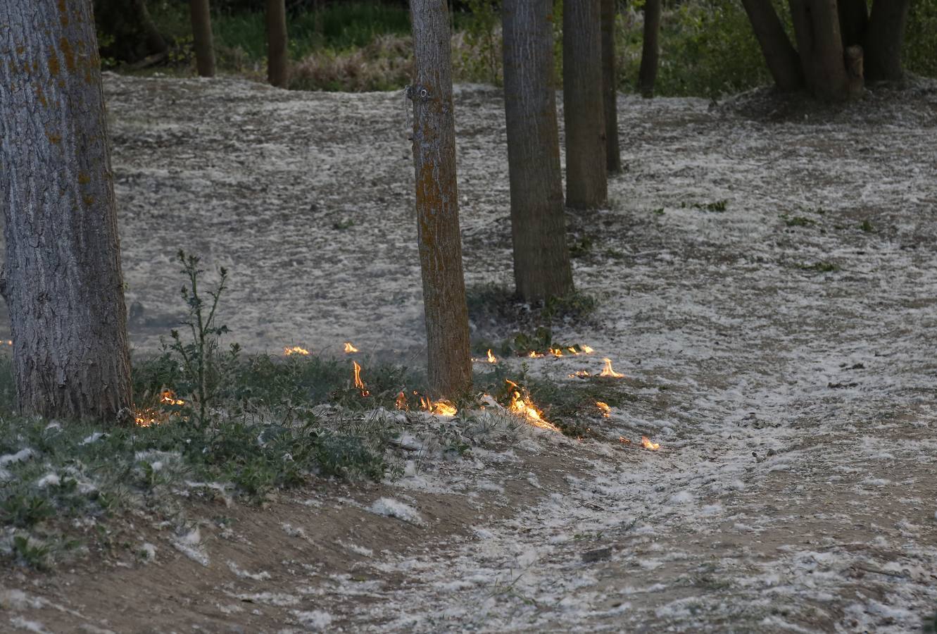 Incendio en la chopera situada junto al puente de Villamuriel de Cerrato (Palencia)