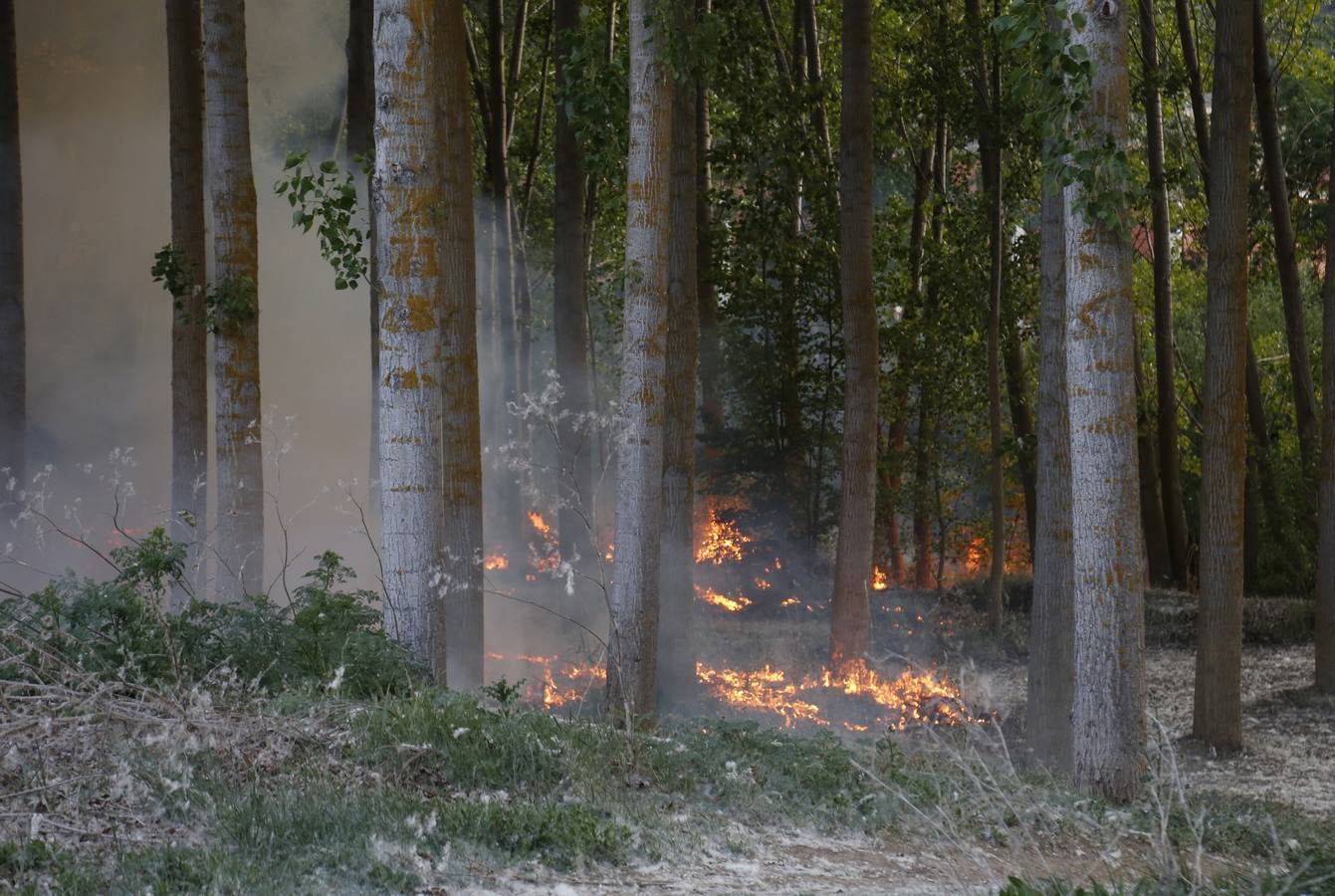 Incendio en la chopera situada junto al puente de Villamuriel de Cerrato (Palencia)