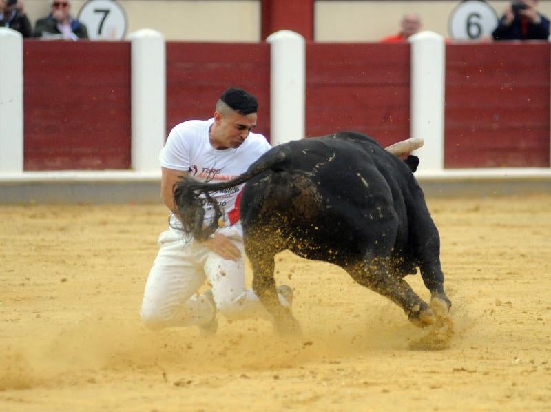 Concurso de Cortes en Valladolid