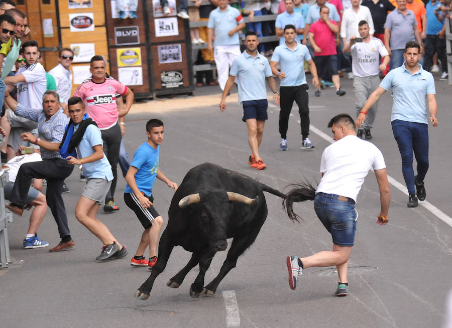 Toro de la Feria de Medina del Campo