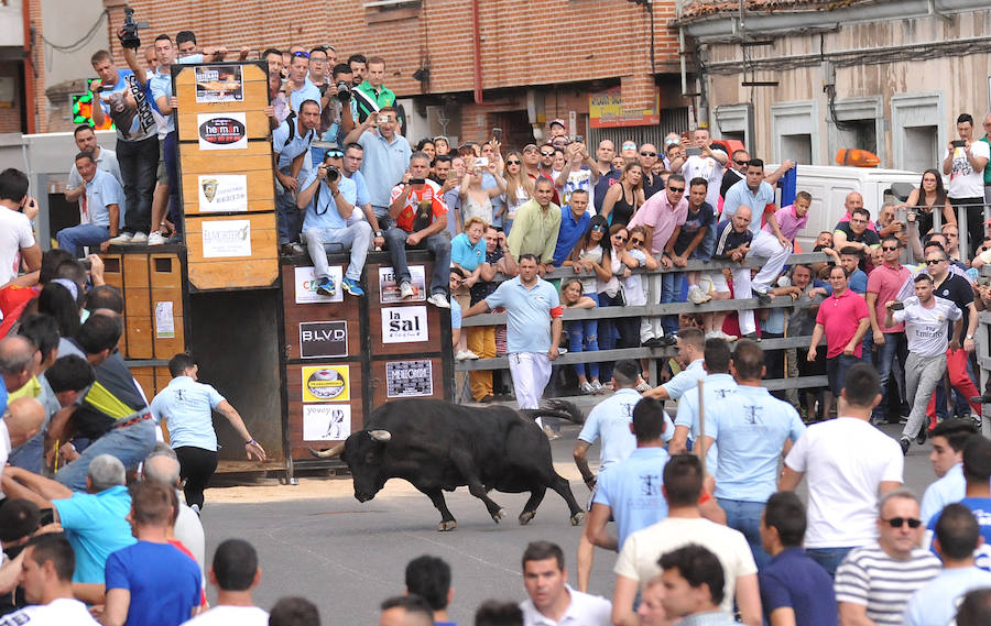 Toro de la Feria de Medina del Campo