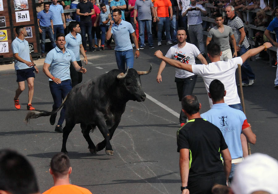 Toro de la Feria de Medina del Campo