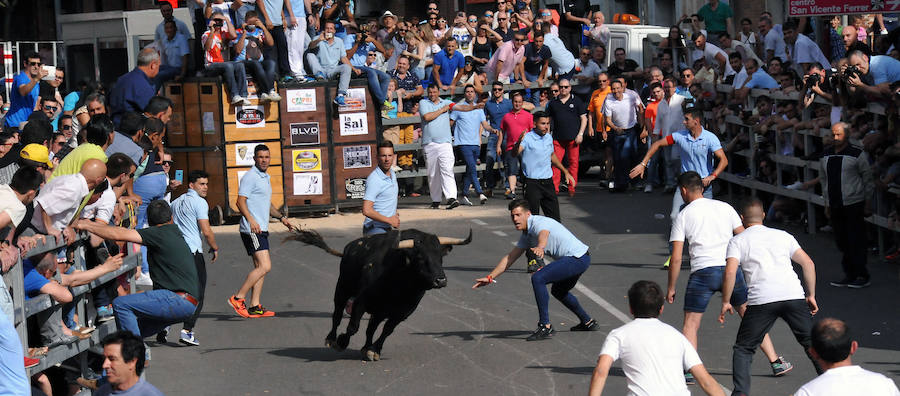 Toro de la Feria de Medina del Campo