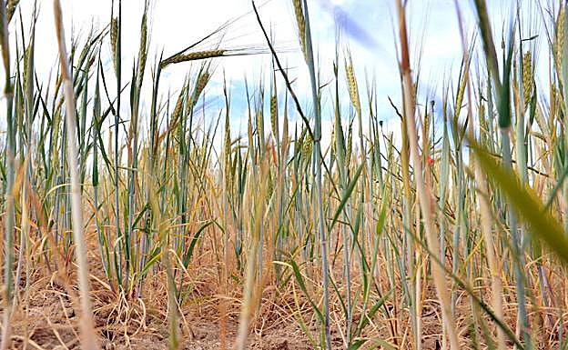 Cultivo de cereal afectado por la sequía en el término municipal de Medina del Campo, Valladolid