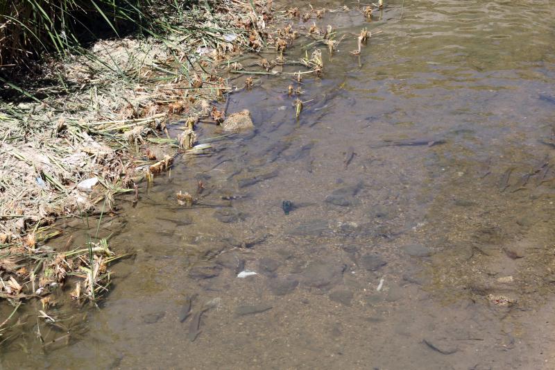 Limpieza del río Esgueva