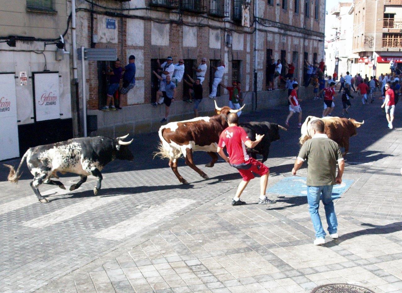 Encierro matinal del domingo en Íscar