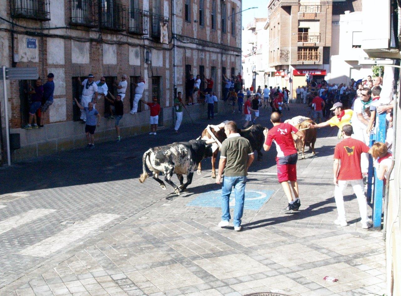 Encierro matinal del domingo en Íscar