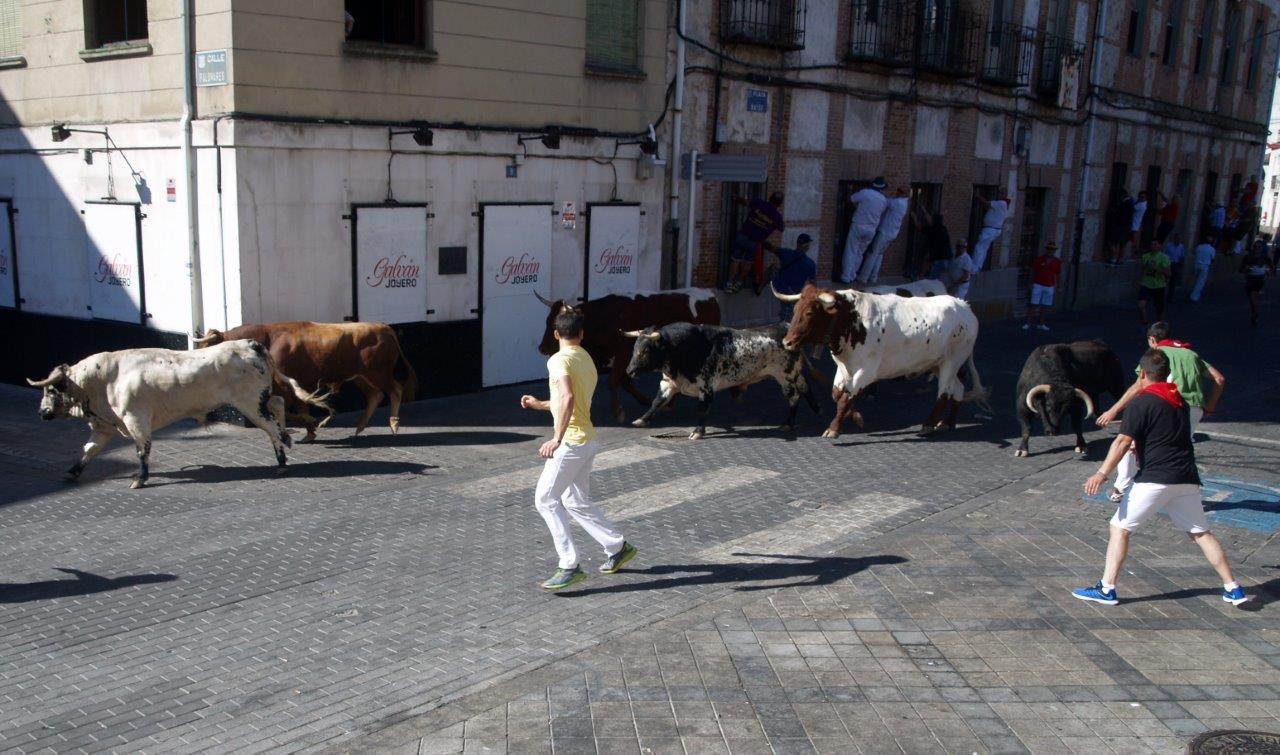 Encierro matinal del domingo en Íscar