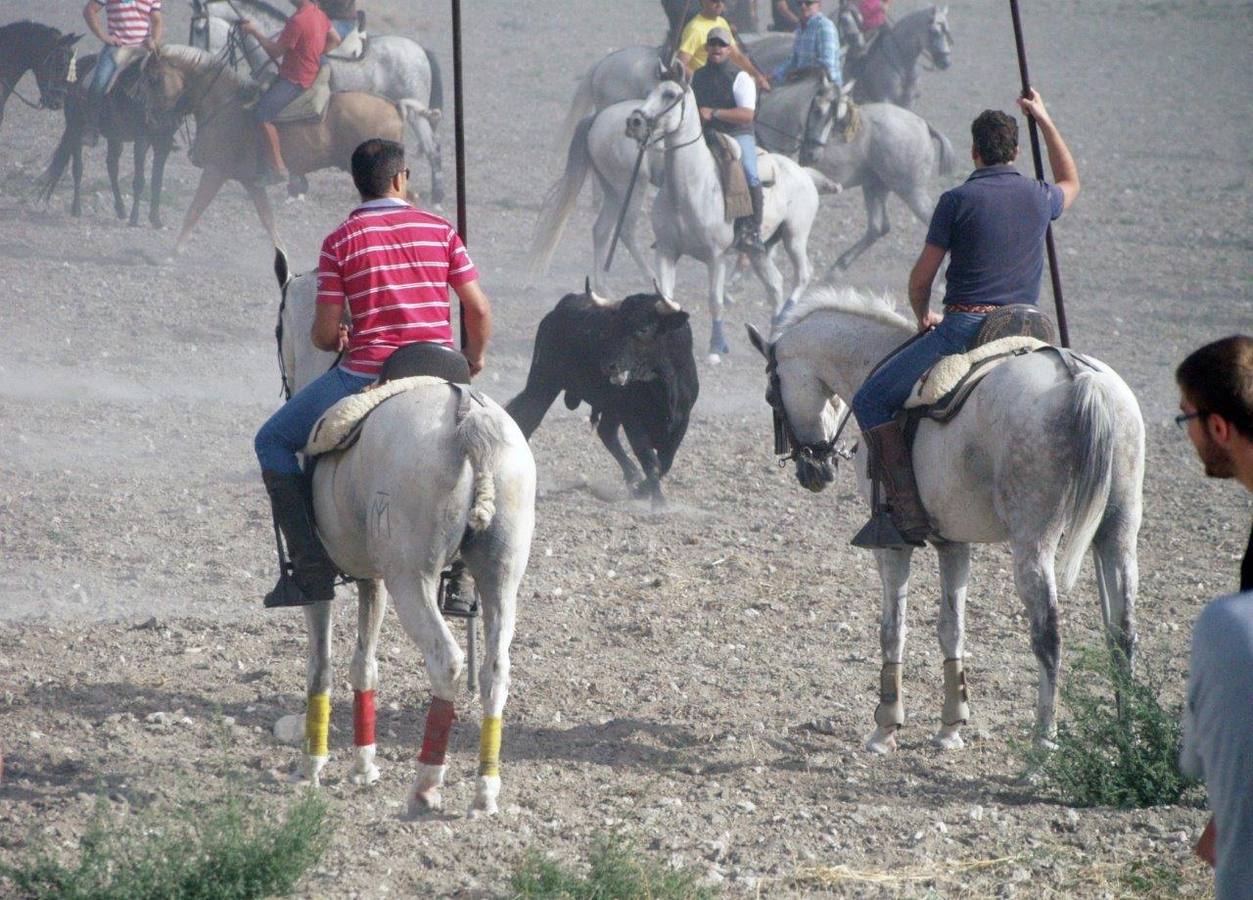 Segundo encierro campero de Íscar