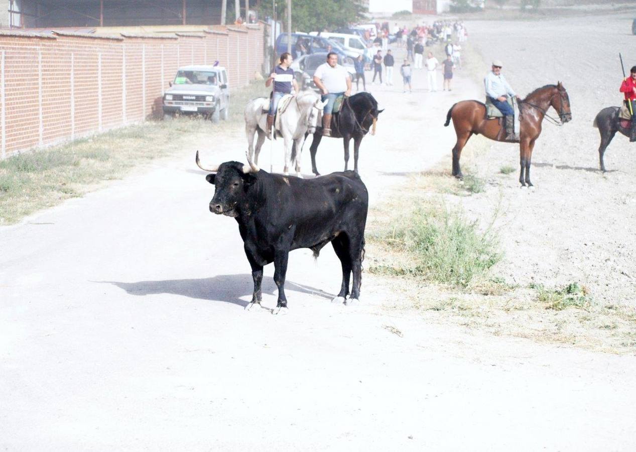Segundo encierro campero de Íscar