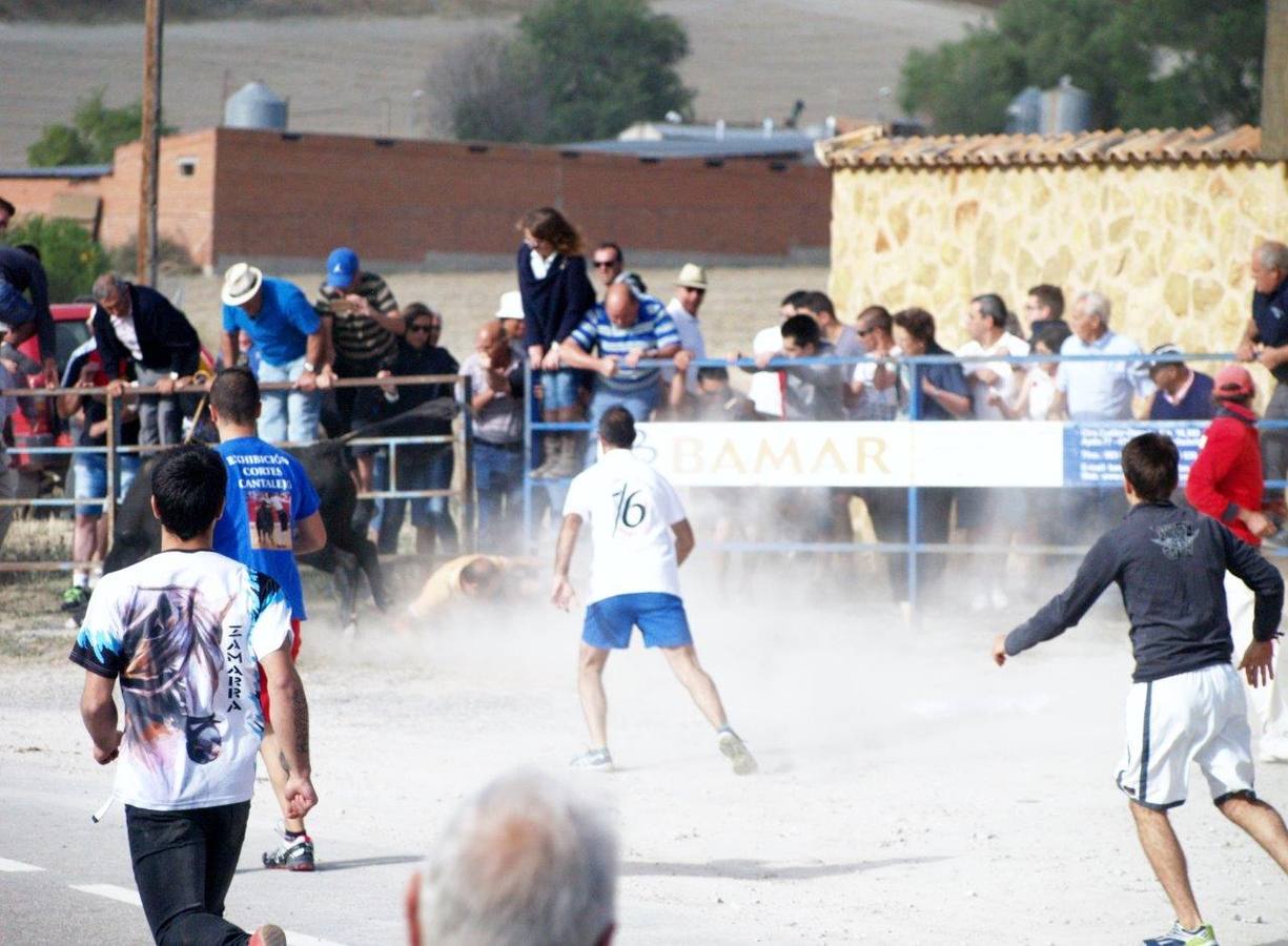 Segundo encierro campero de Íscar