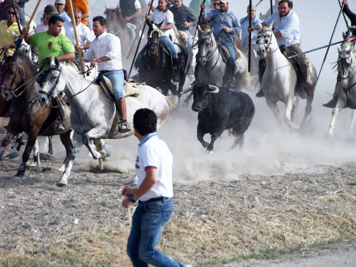 Segundo encierro campero de Íscar