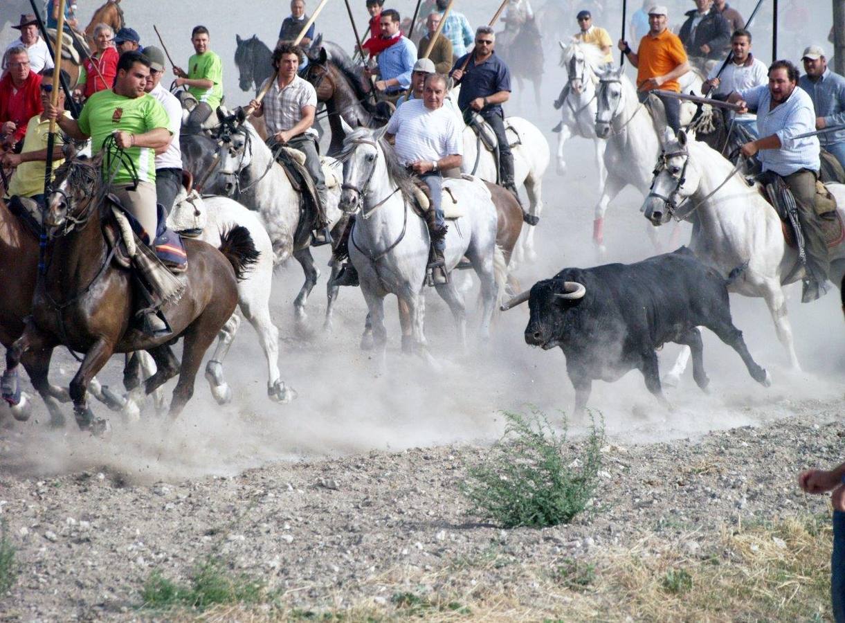 Segundo encierro campero de Íscar