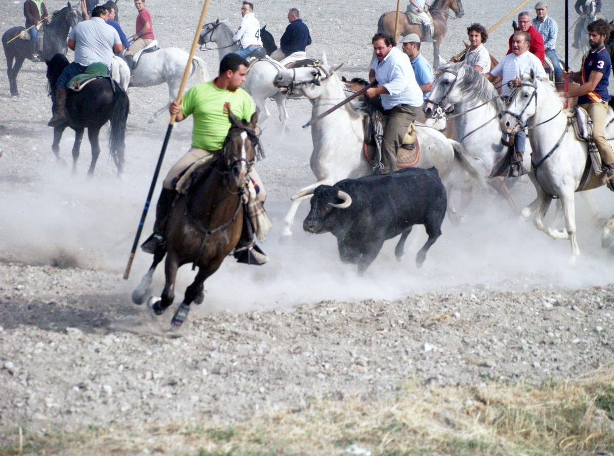 Segundo encierro campero de Íscar