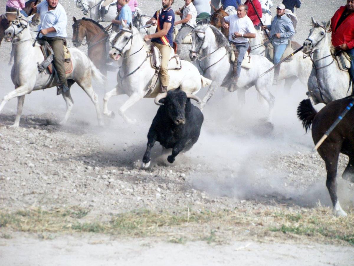 Segundo encierro campero de Íscar