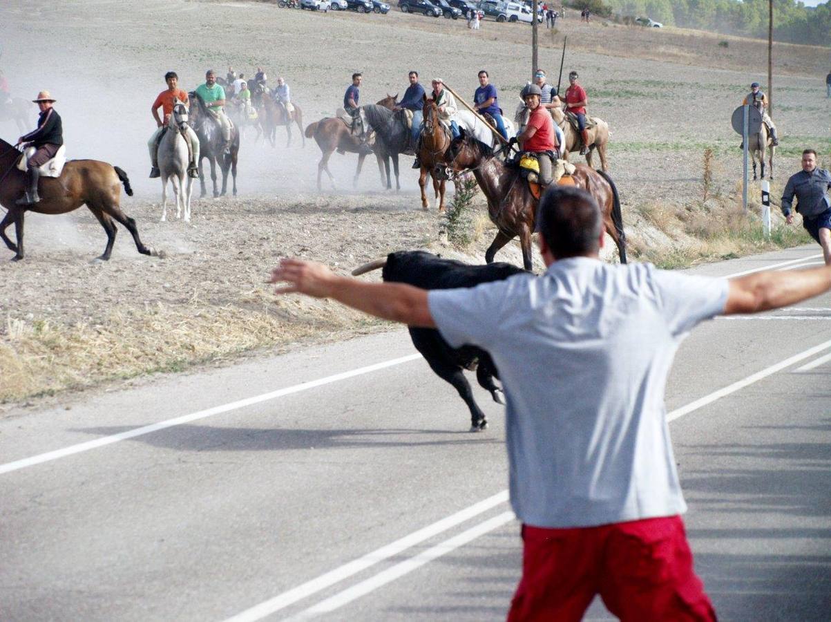 Segundo encierro campero de Íscar