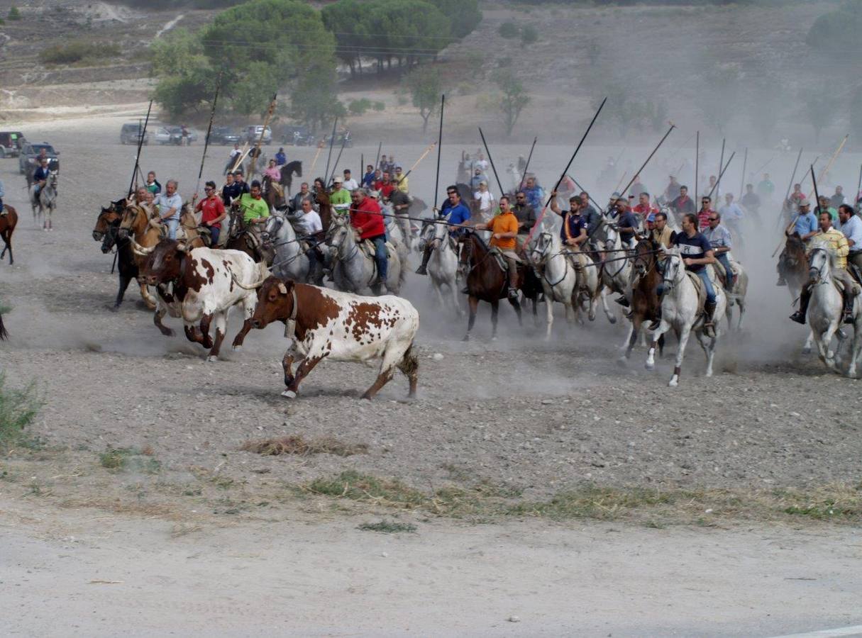 Segundo encierro campero de Íscar