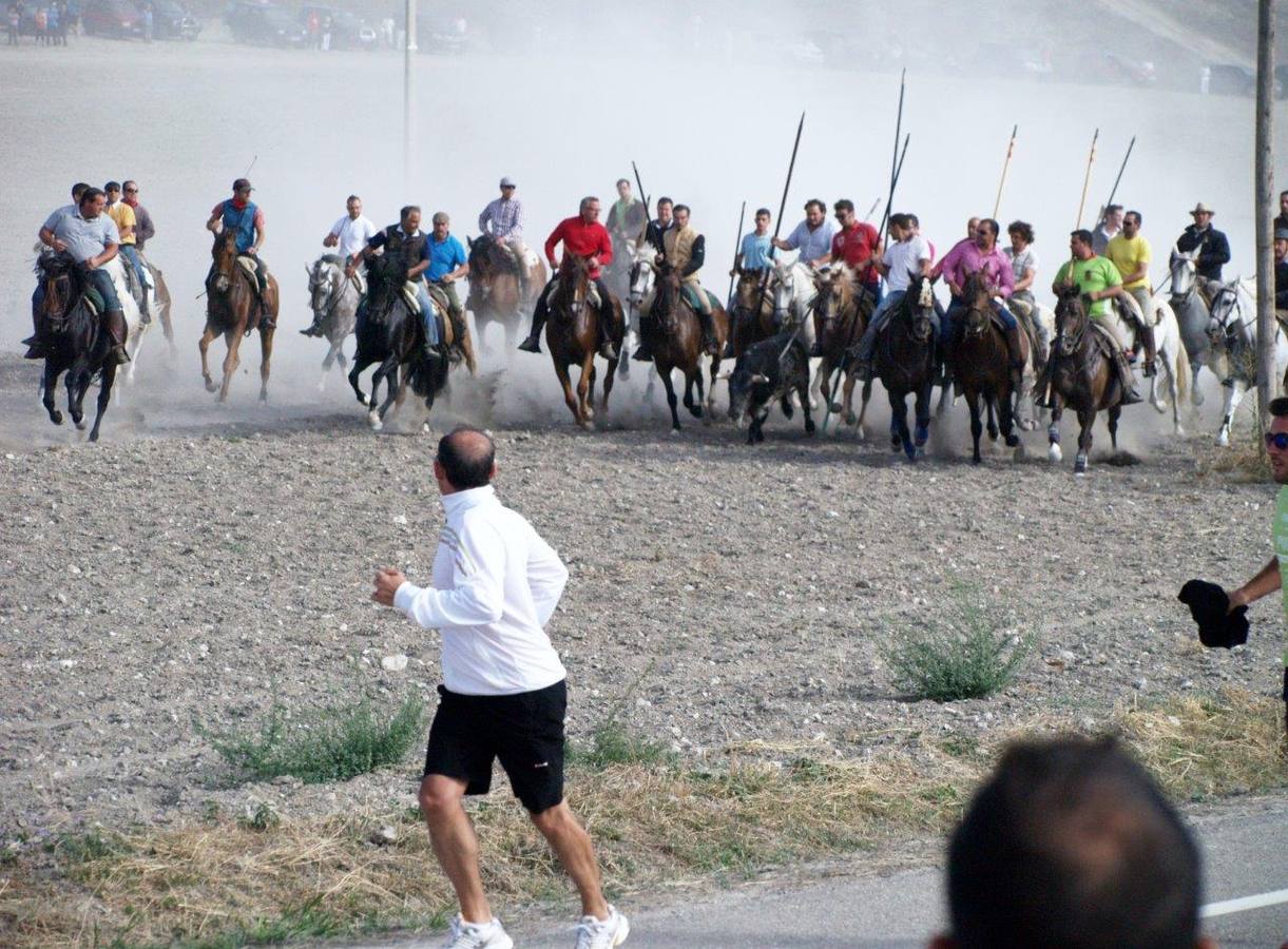 Segundo encierro campero de Íscar