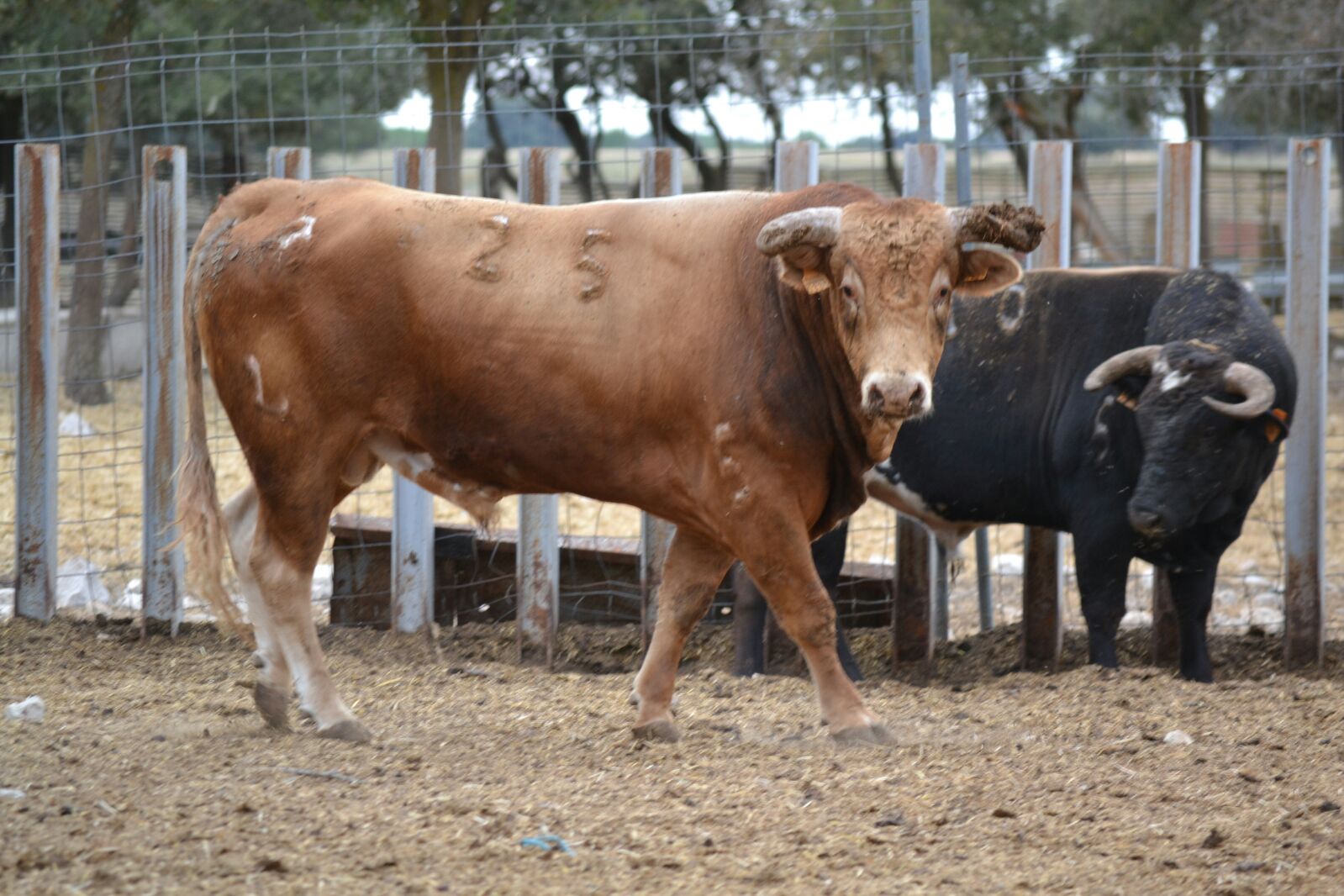 Estos son los novillos para las fiestas de Tudela de Duero