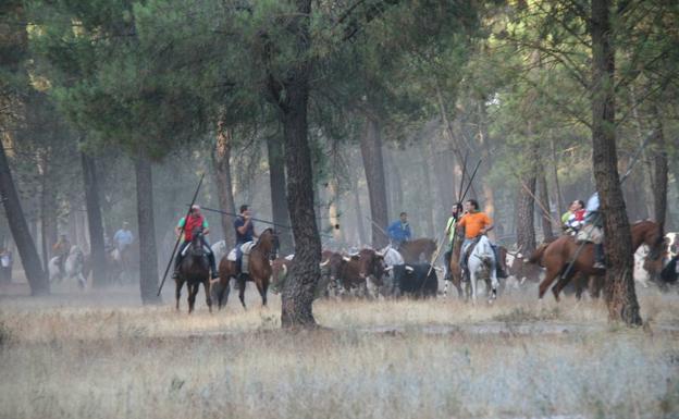 Un grupo de caballistas en la zona del pinar. 