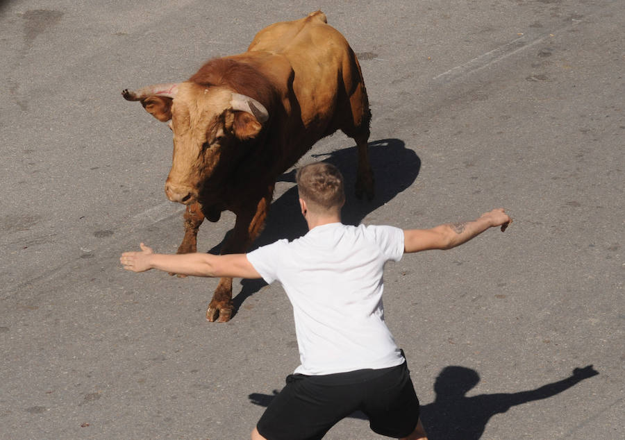 Los toros fueron protagonistas ayer de las fiestas. Por la mañana el encierro calentó motores para los cortes que se disfrutaron por la tarde.