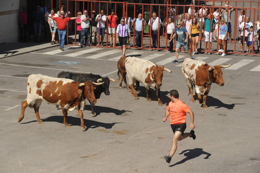 Los toros fueron protagonistas ayer de las fiestas. Por la mañana el encierro calentó motores para los cortes que se disfrutaron por la tarde.