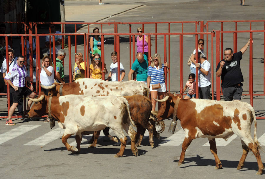 Los toros fueron protagonistas ayer de las fiestas. Por la mañana el encierro calentó motores para los cortes que se disfrutaron por la tarde.