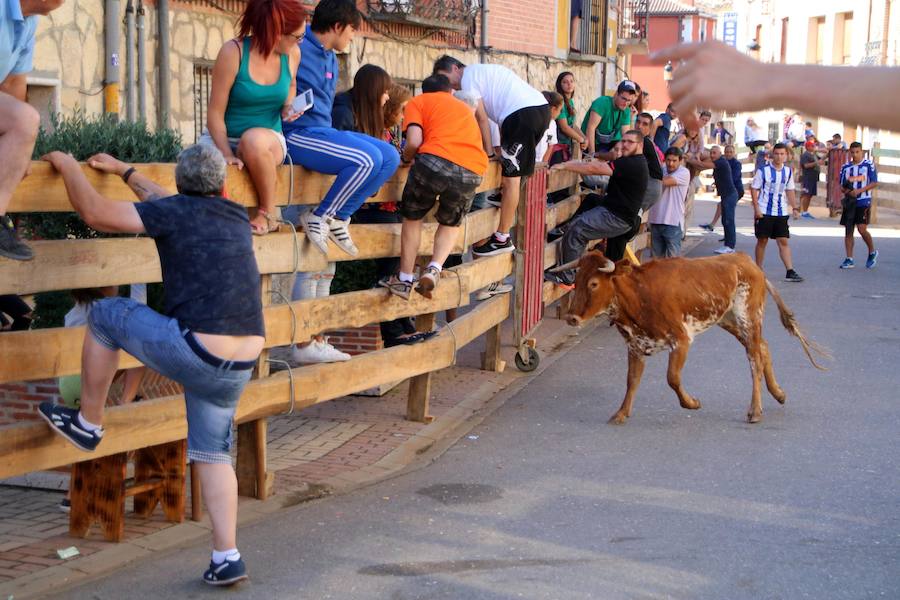 Torquemada vivió su jornada grande, con unos encierros que llevaron a las calles a jóvenes y mayores para disfrutar de los novillos. 