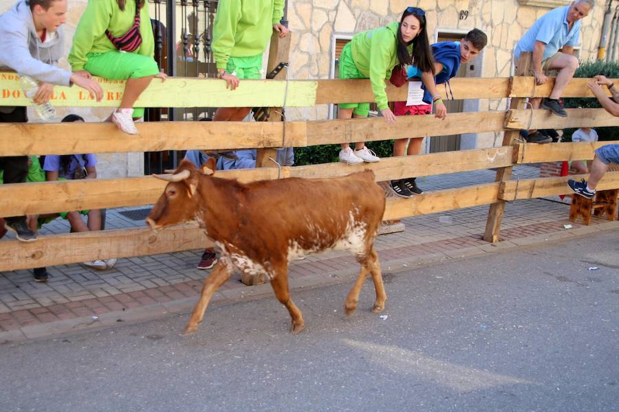 Torquemada vivió su jornada grande, con unos encierros que llevaron a las calles a jóvenes y mayores para disfrutar de los novillos. 