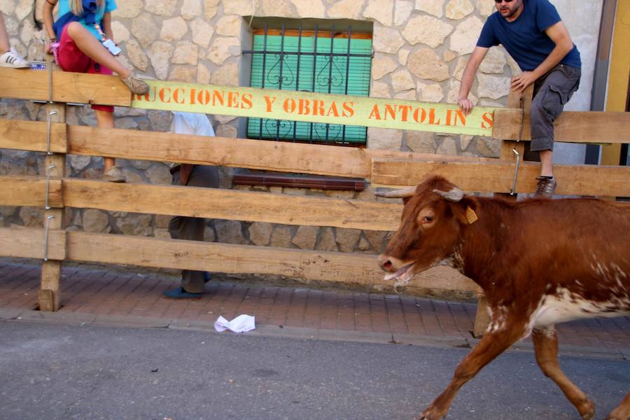 Torquemada vivió su jornada grande, con unos encierros que llevaron a las calles a jóvenes y mayores para disfrutar de los novillos. 