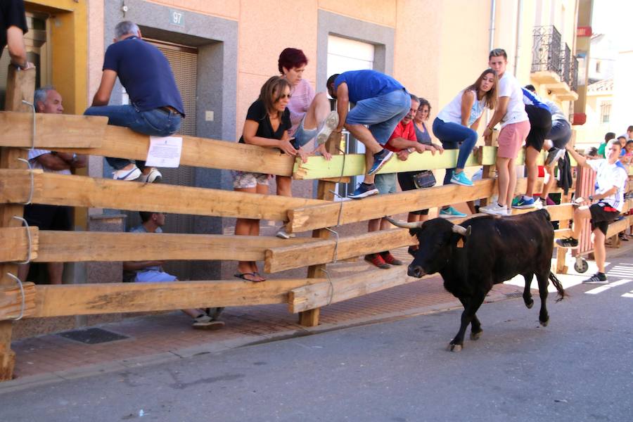Torquemada vivió su jornada grande, con unos encierros que llevaron a las calles a jóvenes y mayores para disfrutar de los novillos. 